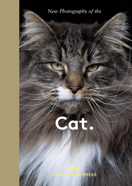 New Photography of the Cat